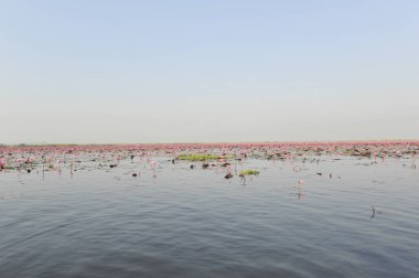 Redlotussea Nong Han Kumphawapi udonthani kuzeydoğu Tayland