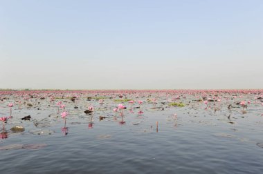 Redlotussea Nong Han Kumphawapi udonthani kuzeydoğu Tayland