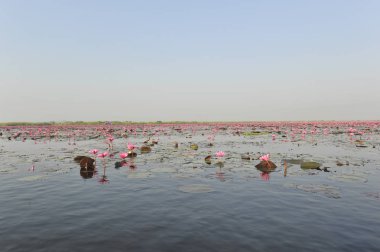 Redlotussea Nong Han Kumphawapi udonthani kuzeydoğu Tayland