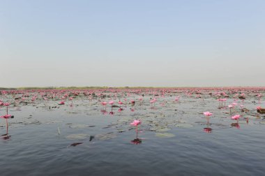 Redlotussea Nong Han Kumphawapi udonthani kuzeydoğu Tayland