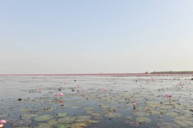 Redlotussea Nong Han Kumphawapi udonthani kuzeydoğu Tayland