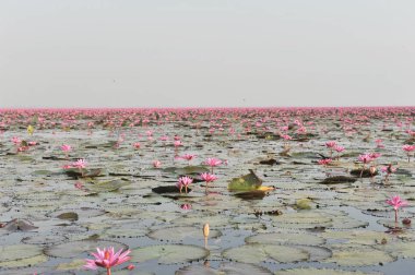 Redlotussea Nong Han Kumphawapi udonthani kuzeydoğu Tayland