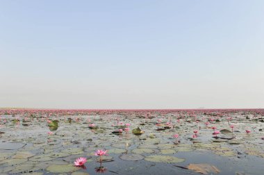 Redlotussea Nong Han Kumphawapi udonthani kuzeydoğu Tayland