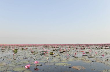 Redlotussea Nong Han Kumphawapi udonthani kuzeydoğu Tayland