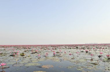 Redlotussea Nong Han Kumphawapi udonthani kuzeydoğu Tayland