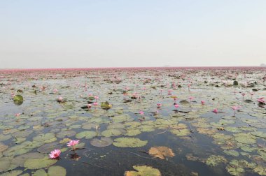Redlotussea Nong Han Kumphawapi udonthani kuzeydoğu Tayland