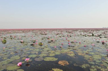 Redlotussea Nong Han Kumphawapi udonthani kuzeydoğu Tayland