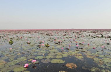 Redlotussea Nong Han Kumphawapi udonthani kuzeydoğu Tayland