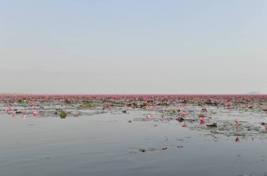 Redlotussea Nong Han Kumphawapi udonthani kuzeydoğu Tayland