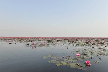 Redlotussea Nong Han Kumphawapi udonthani kuzeydoğu Tayland