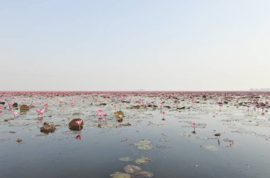 Redlotussea Nong Han Kumphawapi udonthani kuzeydoğu Tayland