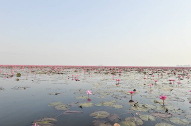 Redlotussea Nong Han Kumphawapi udonthani kuzeydoğu Tayland