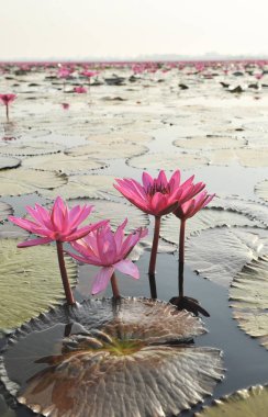 Redlotussea Nong Han Kumphawapi udonthani kuzeydoğu Tayland