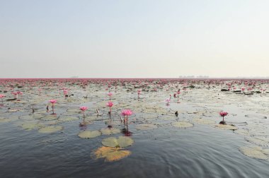 Redlotussea Nong Han Kumphawapi udonthani kuzeydoğu Tayland