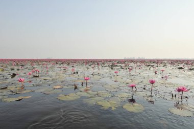 Redlotussea Nong Han Kumphawapi udonthani kuzeydoğu Tayland