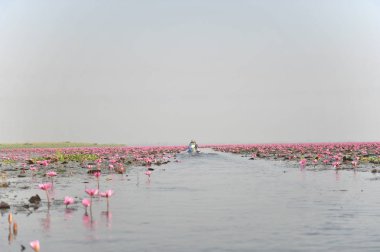 Redlotussea Nong Han Kumphawapi udonthani kuzeydoğu Tayland