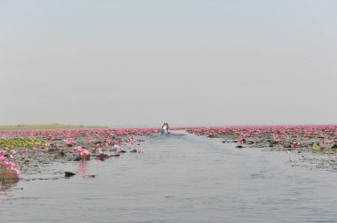 Redlotussea Nong Han Kumphawapi udonthani kuzeydoğu Tayland