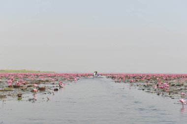 Redlotussea Nong Han Kumphawapi udonthani kuzeydoğu Tayland