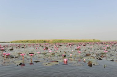 Redlotussea Nong Han Kumphawapi udonthani kuzeydoğu Tayland