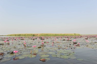 Redlotussea Nong Han Kumphawapi udonthani kuzeydoğu Tayland