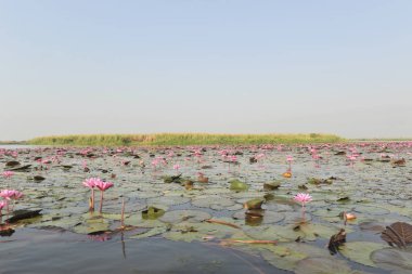 Redlotussea Nong Han Kumphawapi udonthani kuzeydoğu Tayland