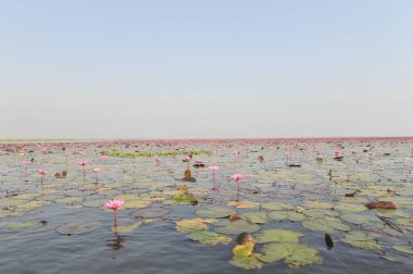 Redlotussea Nong Han Kumphawapi udonthani kuzeydoğu Tayland