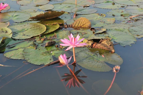 Redlotussea Nong Han Kumphawapi udonthani ten noordoosten in thailand — Stockfoto