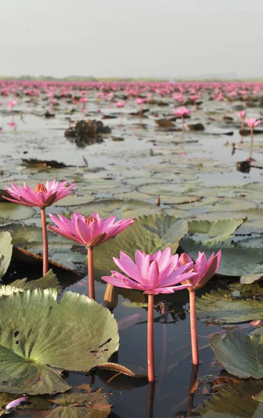 Redlotussea Nong Han Kumphawapi udonthani kuzeydoğu Tayland