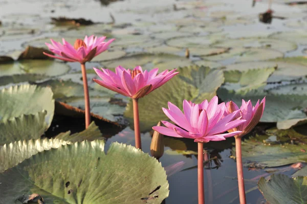 RedLotusSea Nong Han Kumphawapi udonthani Northeast in thThailand — стоковое фото