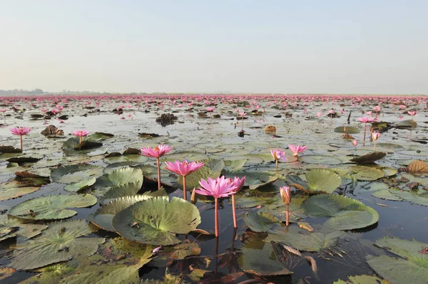 RedLotusSea Nong Han Kumphawapi udonthani Nordeste na Tailândia — Fotografia de Stock