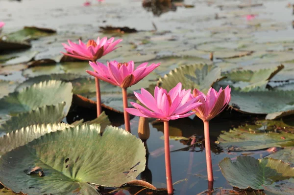 Redlotussea Nong Han Kumphawapi udonthani severovýchod v Thajsku — Stock fotografie