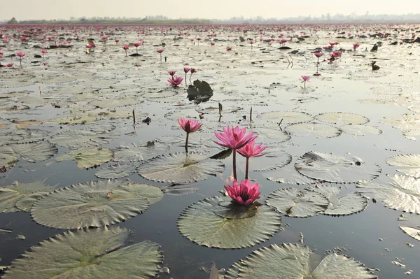 Redlotussea Nong Han Kumphawapi udonthani severovýchod v Thajsku — Stock fotografie