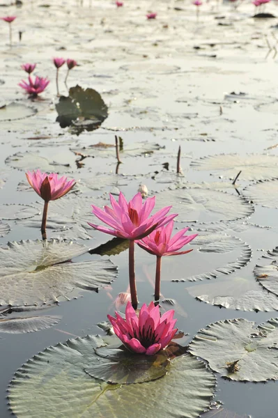 Redlotussea Nong Han Kumphawapi udonthani severovýchod v Thajsku — Stock fotografie