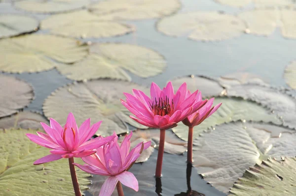 Redlotussea Nong Han Kumphawapi udonthani severovýchod v Thajsku — Stock fotografie