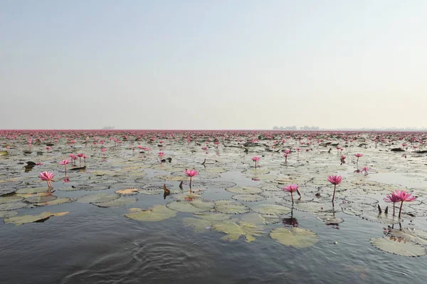 Redlotussea Nong Han Kumphawapi udonthani kuzeydoğu Tayland