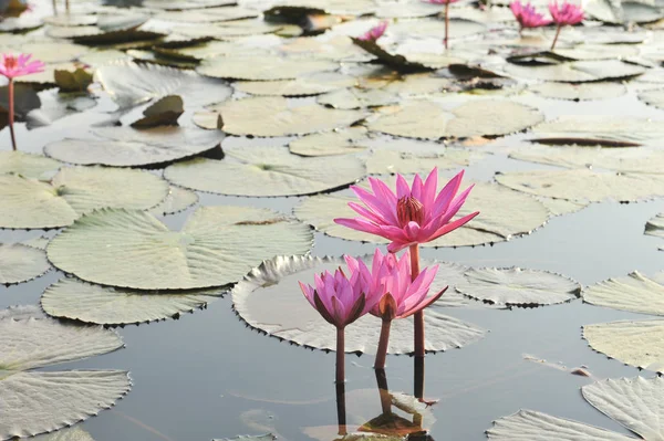 RedLotusSea Nong Han Kumphawapi udonthani Northeast in thThailand — стоковое фото