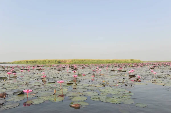 Redlotussea Nong Han Kumphawapi udonthani kuzeydoğu Tayland