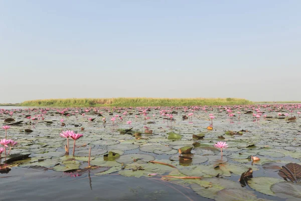 Redlotussea Nong Han Kumphawapi udonthani kuzeydoğu Tayland