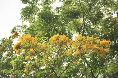 Burma Padauk seçici odak noktasında