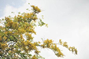 Burma Padauk seçici odak noktasında