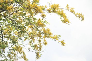 Burma Padauk seçici odak noktasında