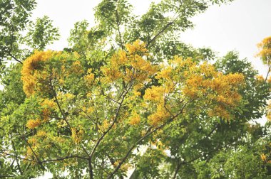 Burma Padauk seçici odak noktasında