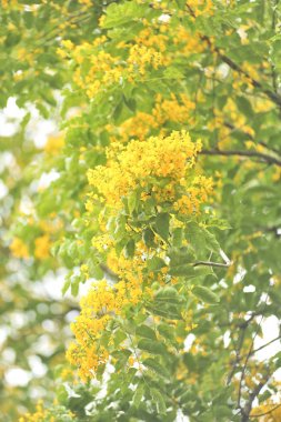 Burma Padauk seçici odak noktasında