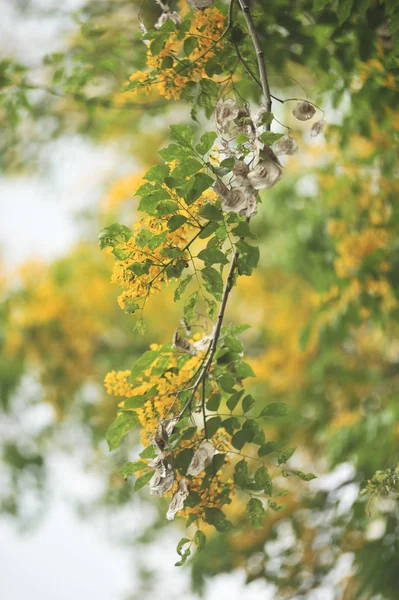 Birma Padauk Selectieve Scherpstelpunt — Stockfoto