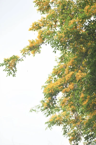 Birma Padauk Selectieve Scherpstelpunt — Stockfoto