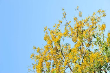 Burma Padauk seçici odak noktasında