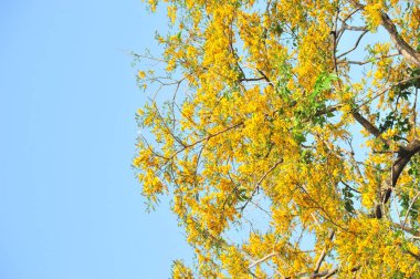 Burma Padauk seçici odak noktasında