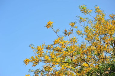 Burma Padauk seçici odak noktasında