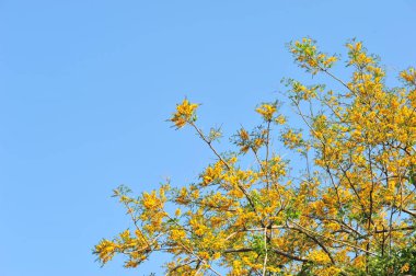 Burma Padauk seçici odak noktasında