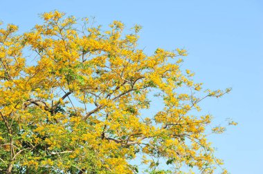 Burma Padauk seçici odak noktasında